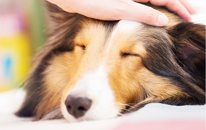 ボランティア活動